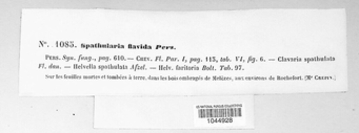 Spathularia flavida image